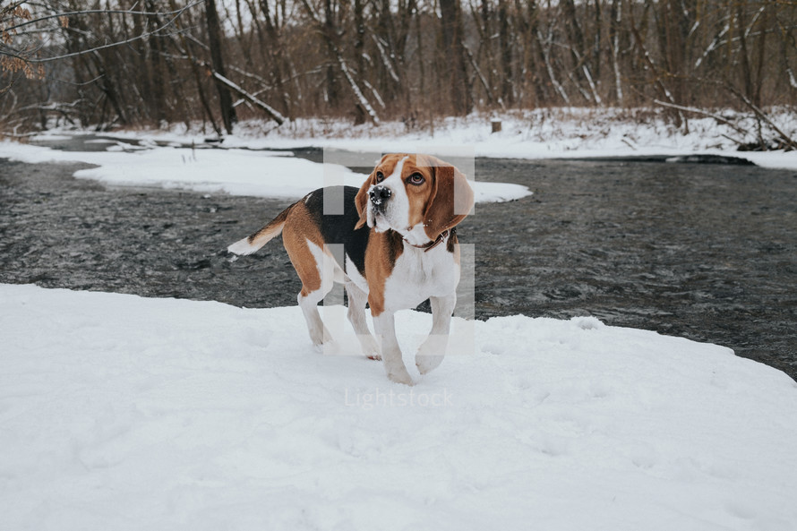 Lovely beagle puppy on coast river, snow at winter. Cute dog on walk on nature 