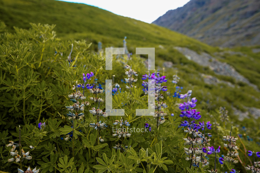 Remains of Lupine in Iceland