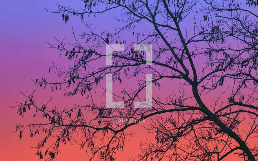 Closeup Abstract colorful sky with tree branches