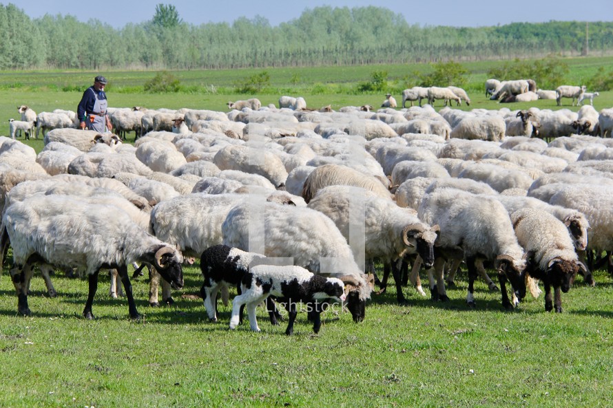 flock of sheep with shepherd 