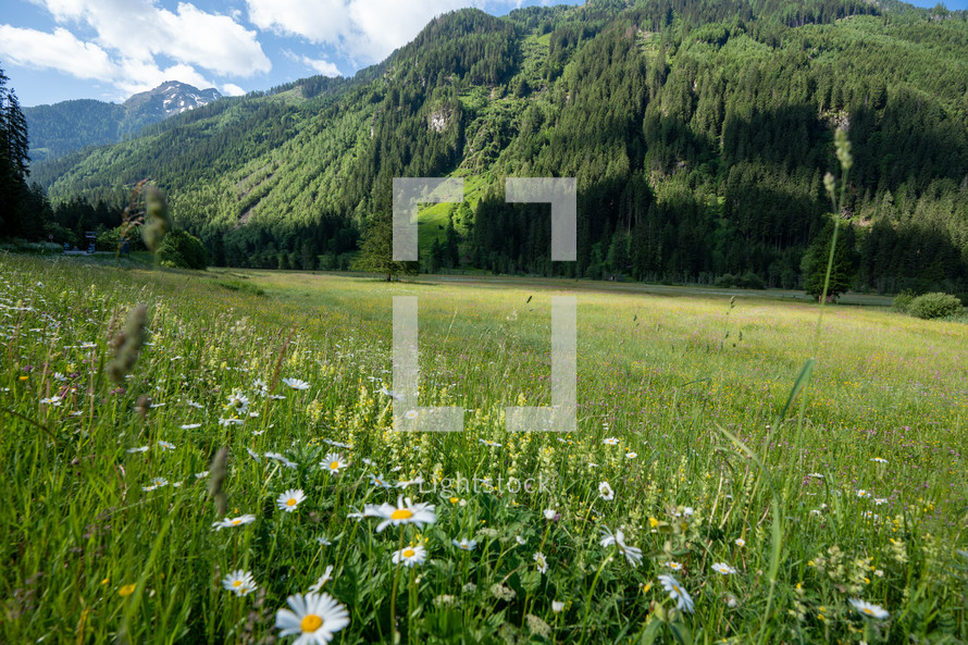 Fields of wildflowers in Switzerland