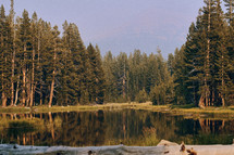 lake and evergreen forest 