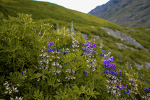 Remains of Lupine in Iceland