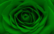 a green rose closeup 