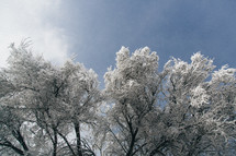 ice and snow on tree tops 