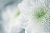 white carnations 