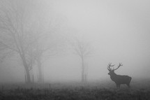 elk in fog 