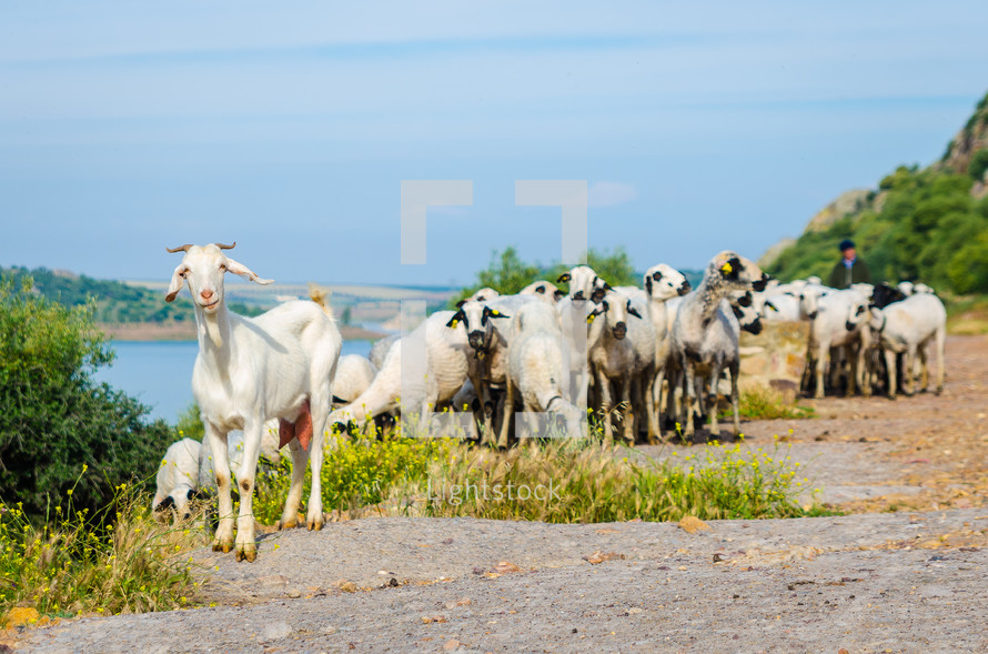goats on the side of a road 
