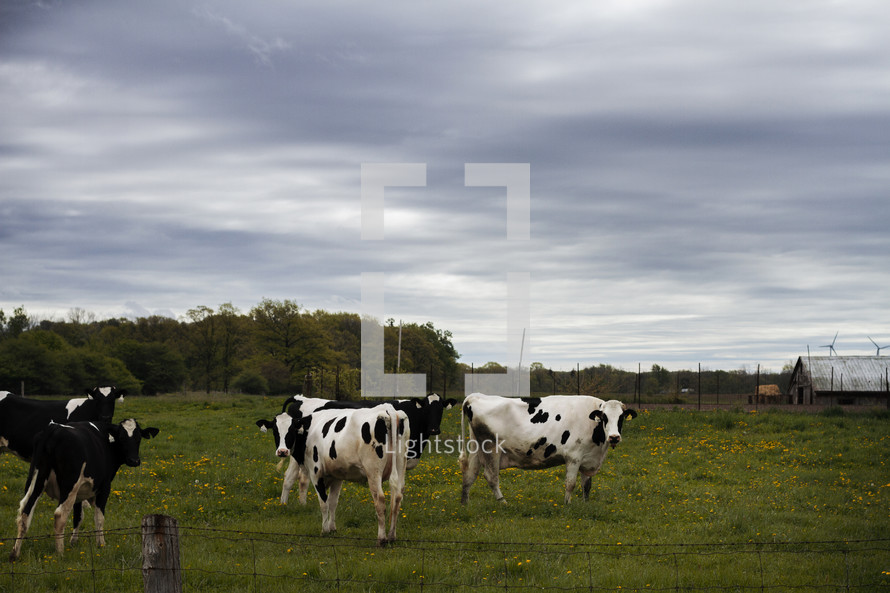 Cows at pasture.