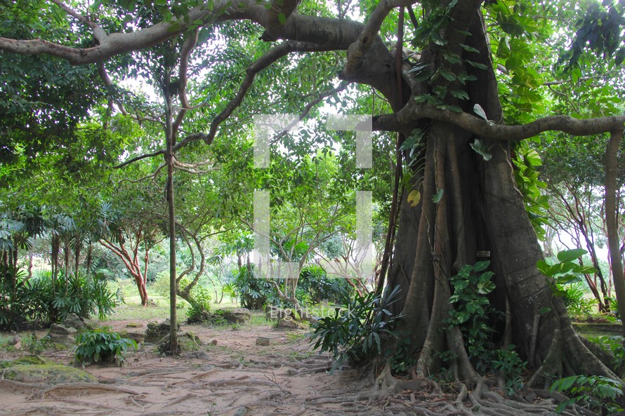 A large tree in a jungle clearing