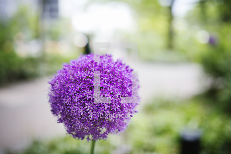 purple ball of flowers 