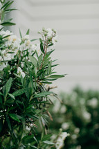 white flowers on a bush 