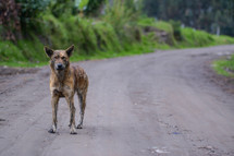 Wild dog walking on a dirt road.