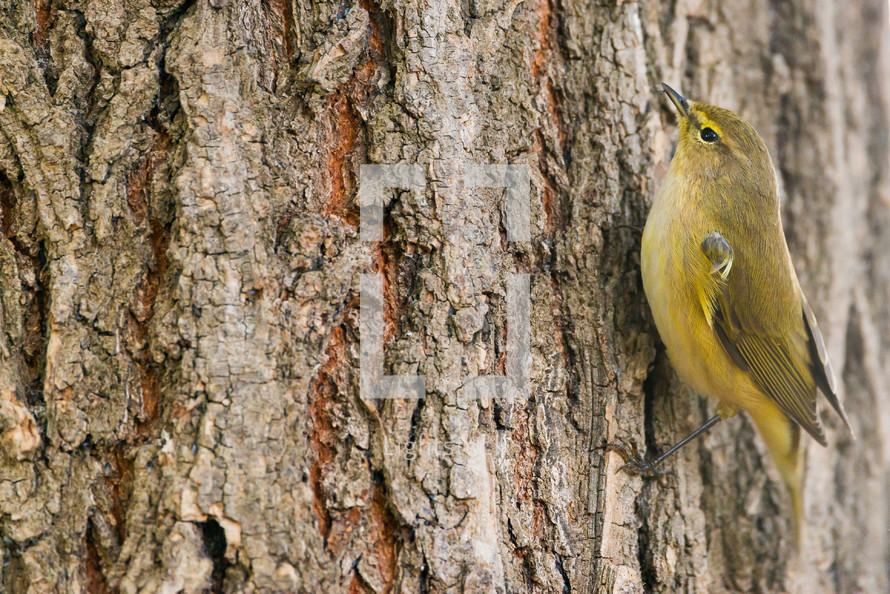 song bird on a tree 