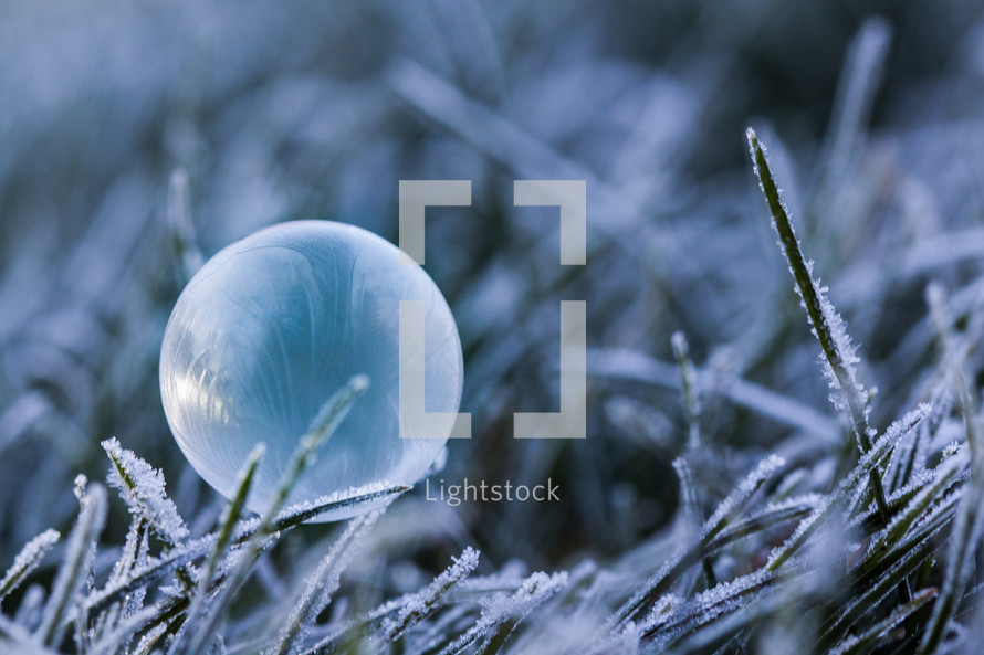 Frozen Bubble resting on Frosty Grass on a Winter's morning
