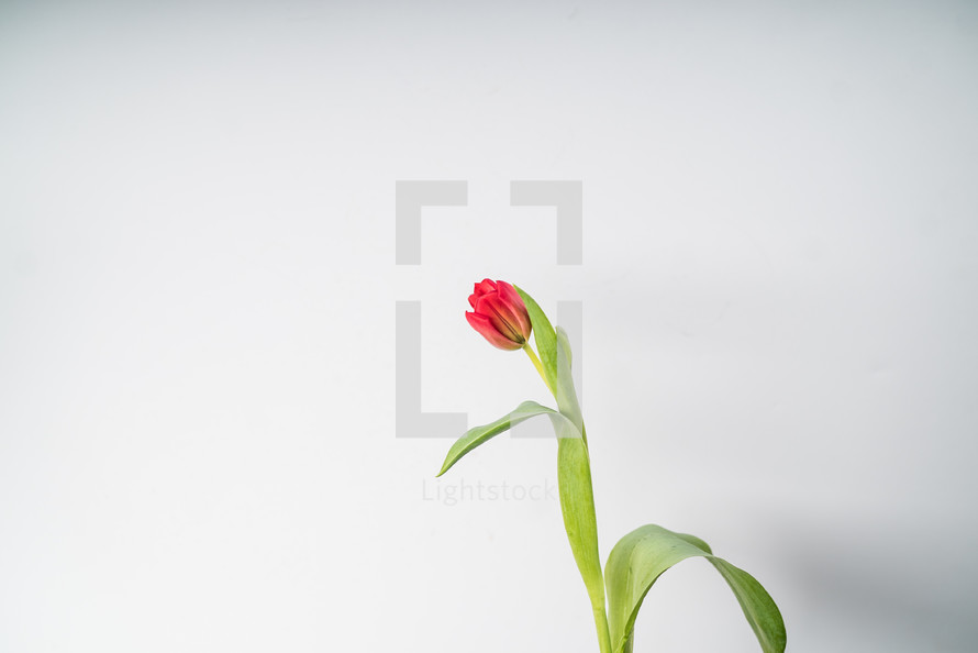 single red tulip 