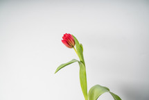 single red tulip on white 