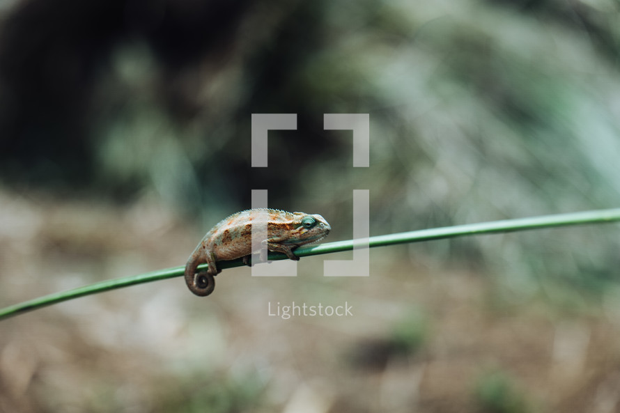 chameleon on a stick 