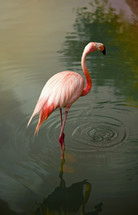 pink flamingo in water 