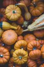 gourds and mini pumpkins 