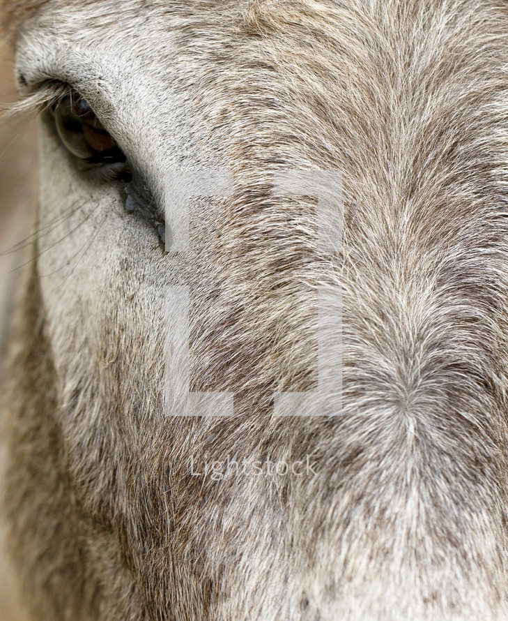 eye of a donkey 