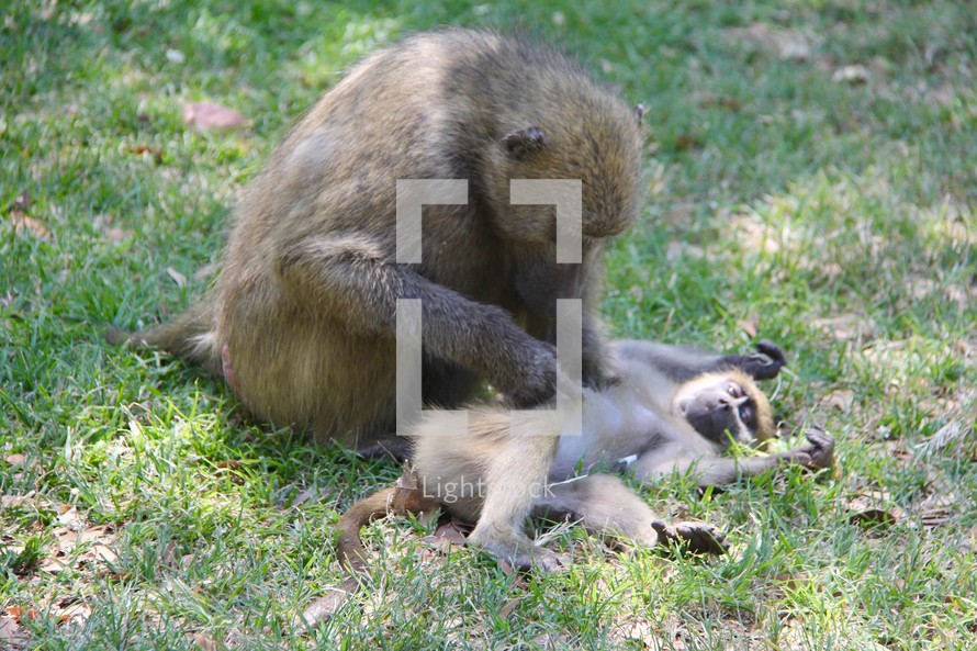Mother baboon grooming its young