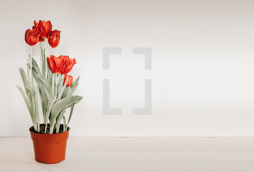 potted tulips 