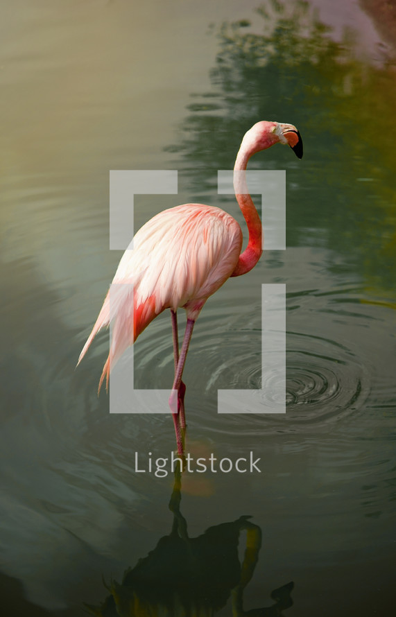 pink flamingo in water 