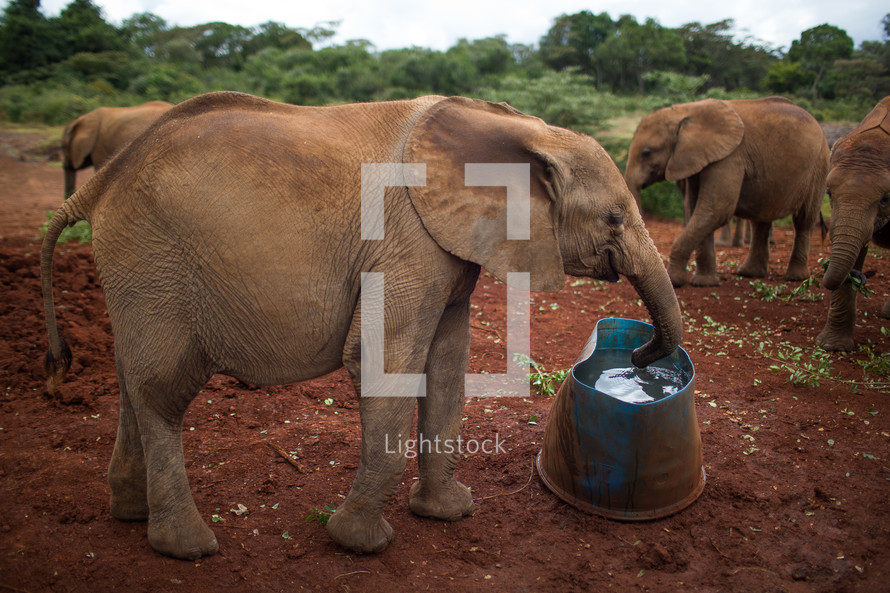 young elephant drinking water 