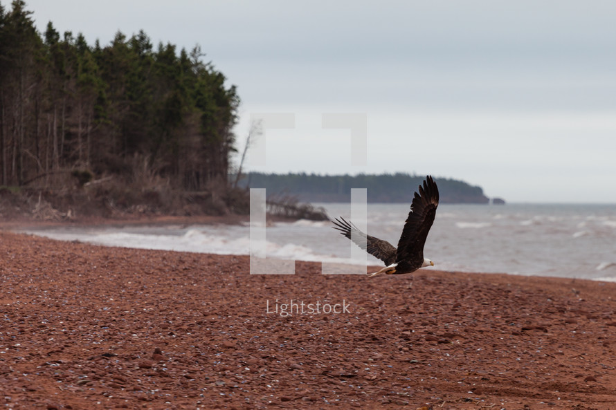 Bald Eagle on a shore 