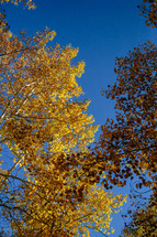 yellow and brown fall leaves on a tree and blue sky