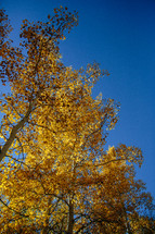 yellow and brown leaves on a fall tree and blue sky
