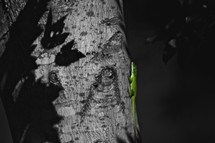 green anole lizard on a tree