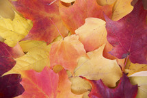 background colorful fall leaves 