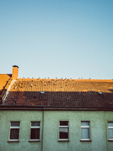 pigeons on a tile roof 