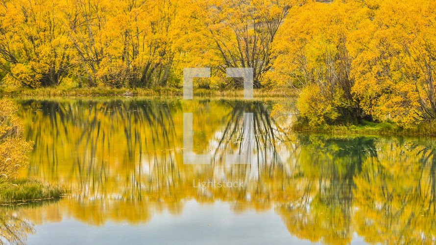 reflection of yellow fall leaves on lake water 