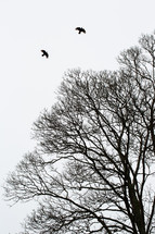 birds soaring over bare tree branches 