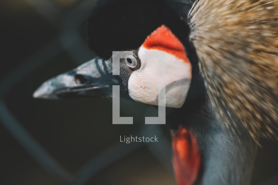 Close-up portrait of Black-crowned crane