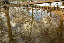 reflection of tree branches in a puddle 