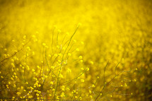 Field of yellow wildflowers