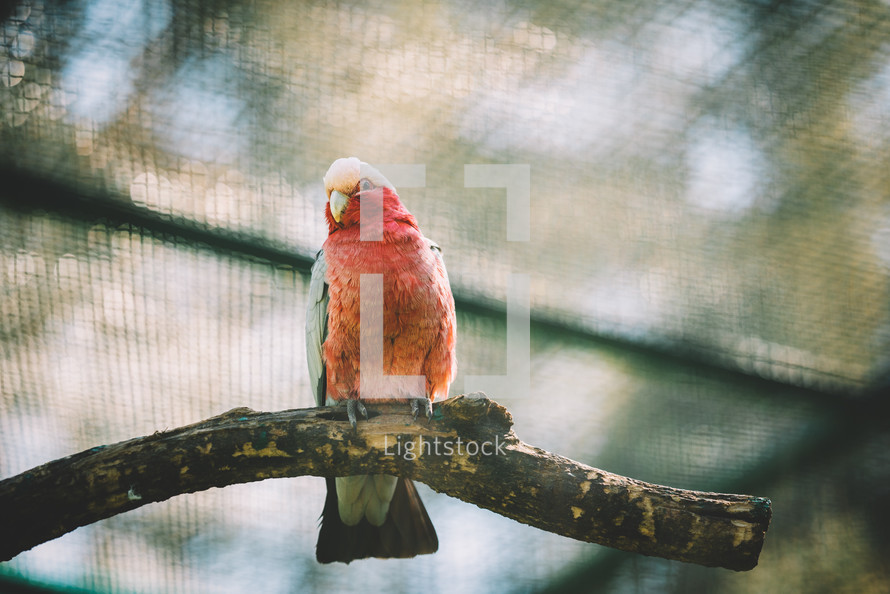 Pink parrot on the tree branch