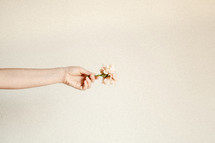 hand holding out a flower 