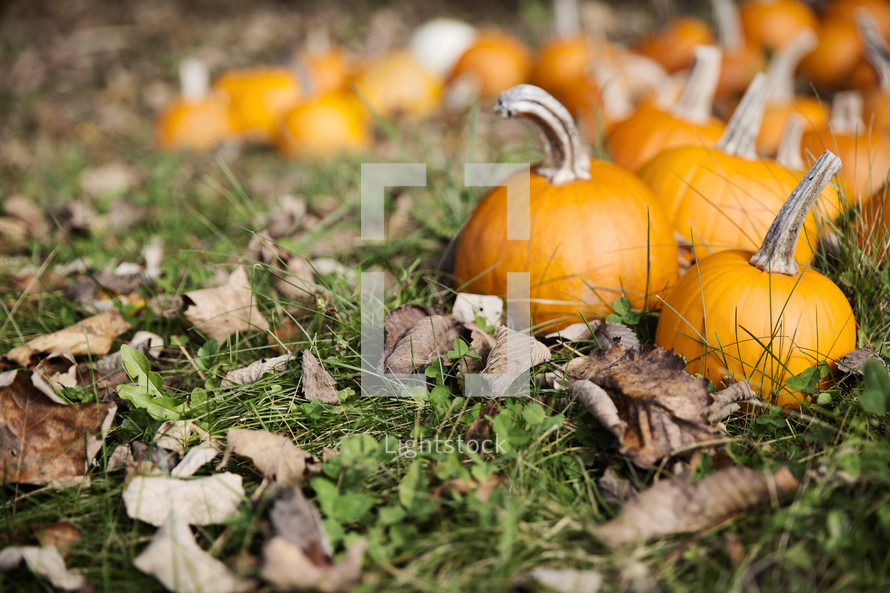 fall pumpkins 