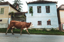 cow roaming a street 