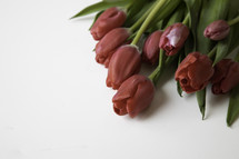 red tulips on a white background 