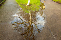 reflection of bare tree branches in a puddle 