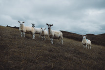 White sheep and lambs on a hill