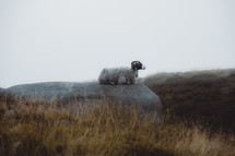 Ram sitting on a rock in the Peak District National Park, mountain wildlife landscape photograph