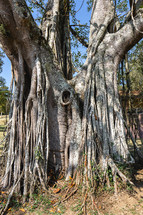 A big old tree with a lot of roots, in the Oriental Garden in Rebeirao Pires, Brazil.