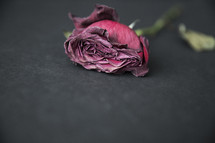 A single, dried red rose.